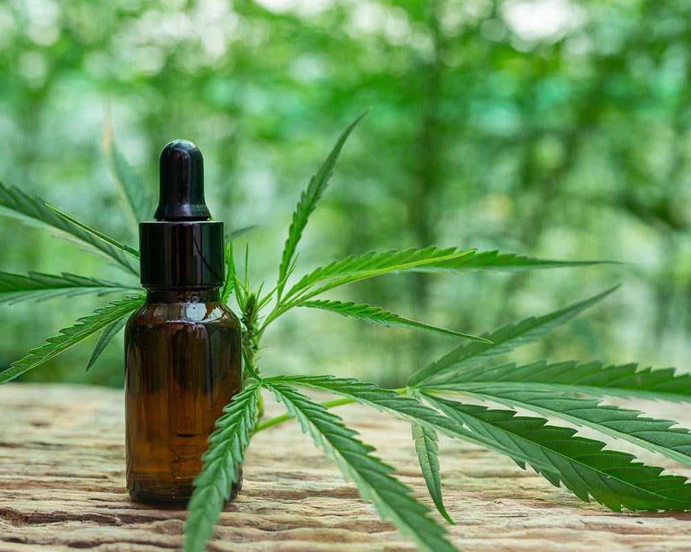 cannabis-leaf-extracted-from-hemp-oil